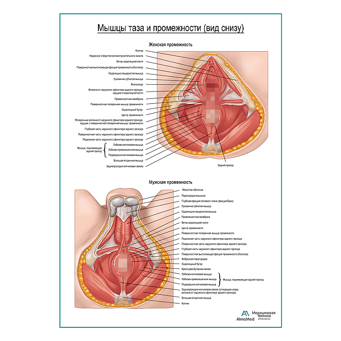 Мышцы дна таза и промежности (вид снизу) плакат глянцевый А1+/А2+