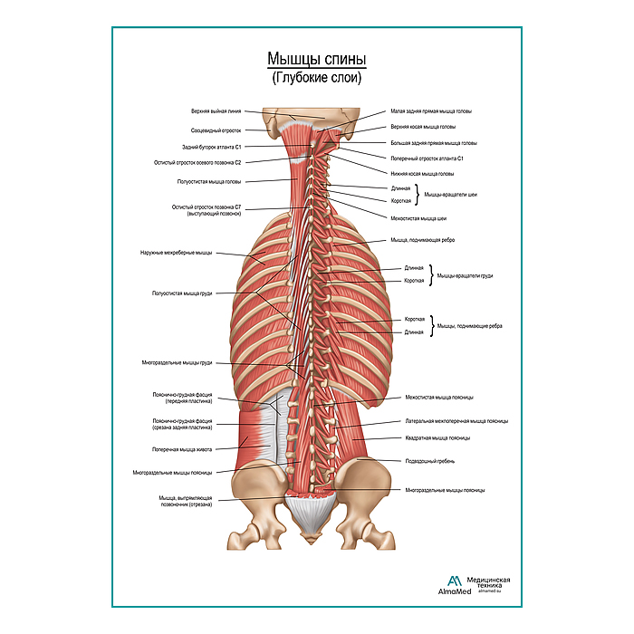 Мышцы спины. Глубокие слои плакат глянцевый А1+/А2+