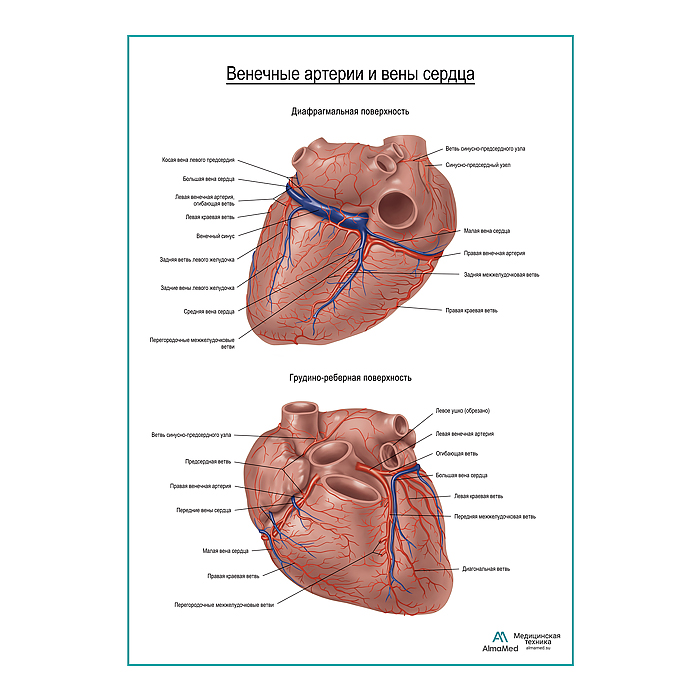 Коронарные артерии и вены сердца плакат глянцевый А1+/А2+