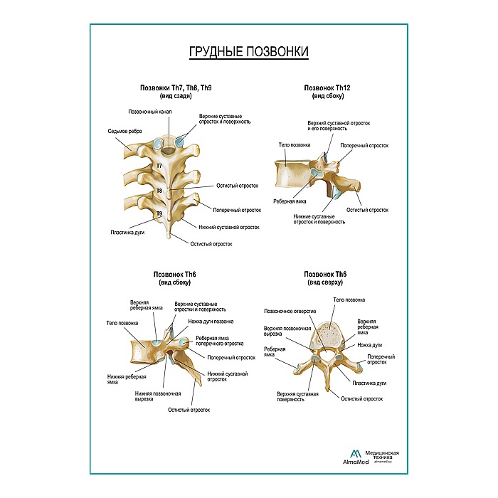 Грудные позвонки плакат глянцевый А1+/А2+