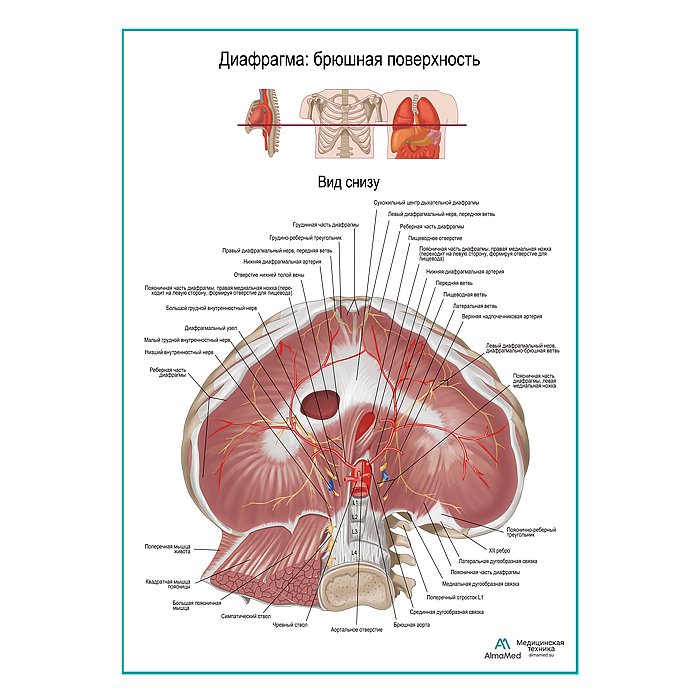 Диафрагма. Абдоминальная поверхность плакат глянцевый А1+/А2+