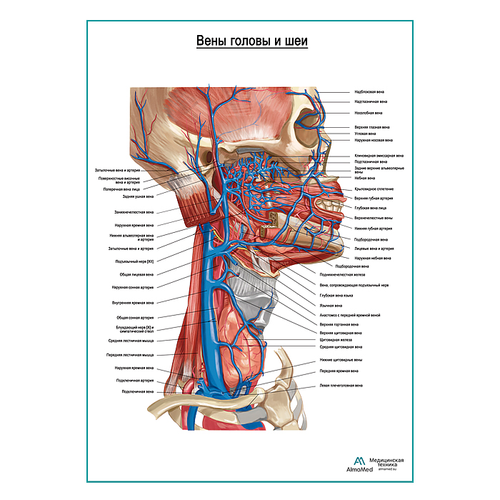 Вены головы и шеи плакат глянцевый А1+/А2+
