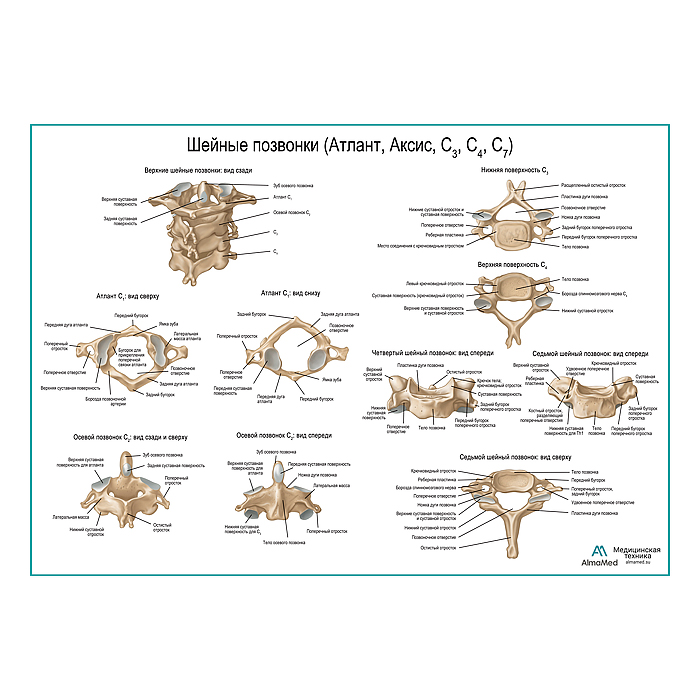 Шейные позвонки и их соединения плакат глянцевый А1+/А2+