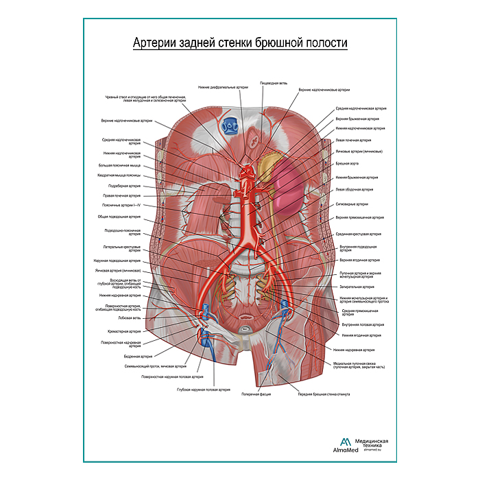 Артерии задней брюшной стенки плакат глянцевый А1+/А2+