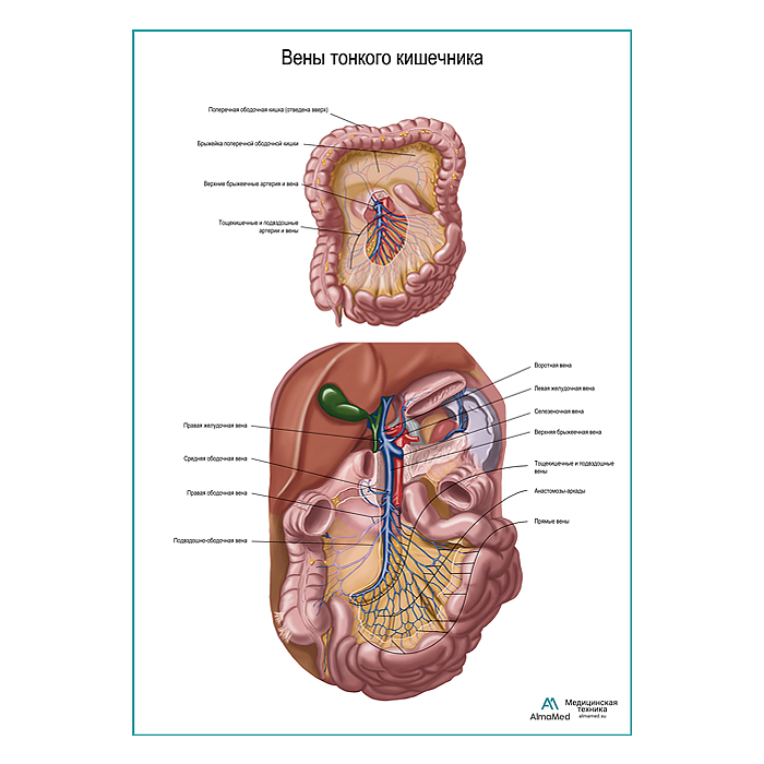 Вены тонкого кишечника плакат глянцевый  А1+/А2+