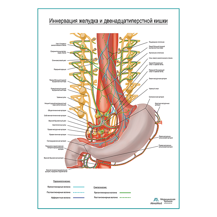 Автономная иннервация желудка и двенадцатиперстной кишки плакат глянцевый  А1+/А2+