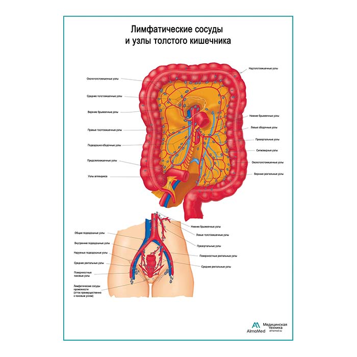 Лимфатические сосуды и узлы толстого кишечника плакат глянцевый А1+/А2+