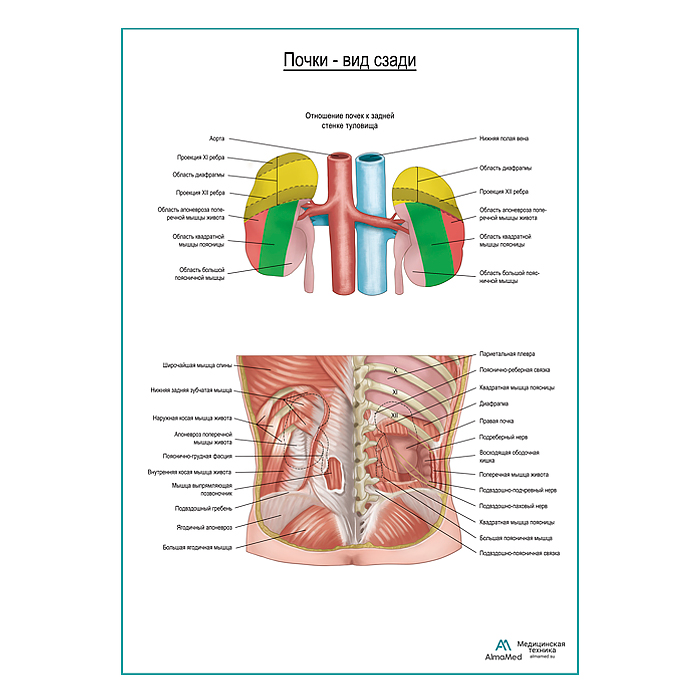 Почки на месте. Вид сзади, плакат глянцевый А1+/А2+