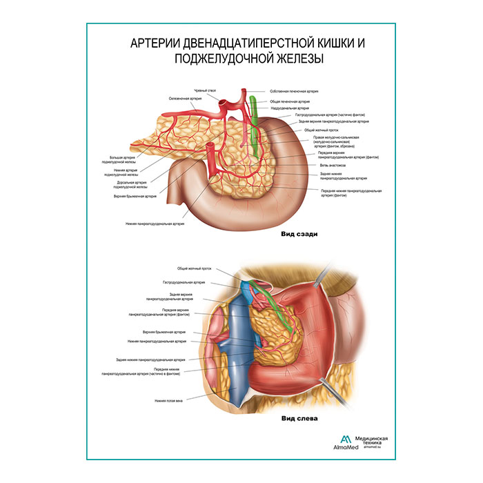 Артерии поджелудочной железы и двенадцатиперстной кишки плакат глянцевый  А1+/А2+