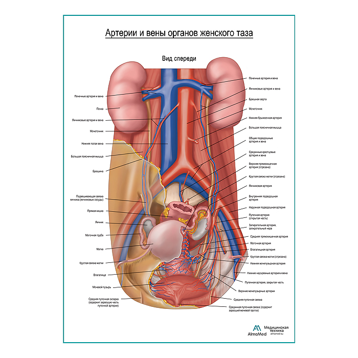 Артерии и вены тазовых органов женщины (вид спереди) плакат глянцевый А1+/А2+