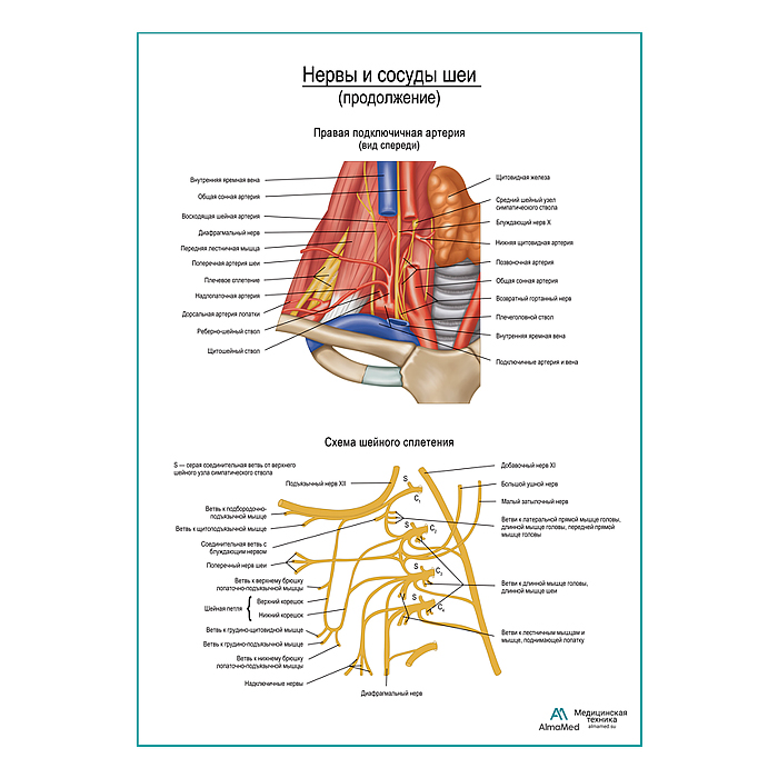 Нервы и сосуды шеи (продолжение) плакат глянцевый А1+/А2+