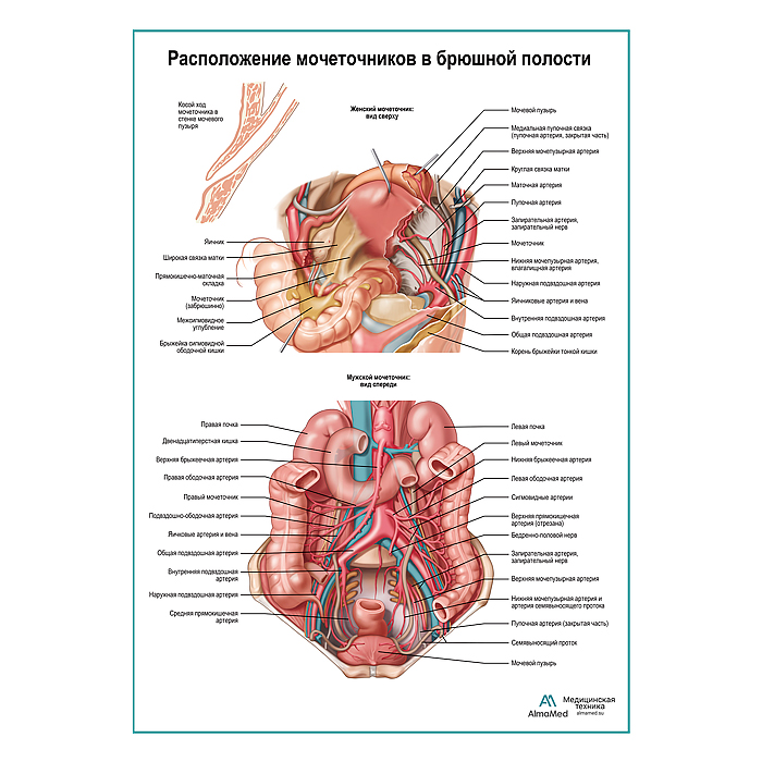 Расположение мочеточников в брюшной полости плакат глянцевый А1+/А2+