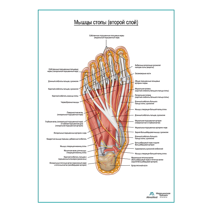Мышцы подошвенной поверхности стопы (второй слой) плакат глянцевый А1+/А2+