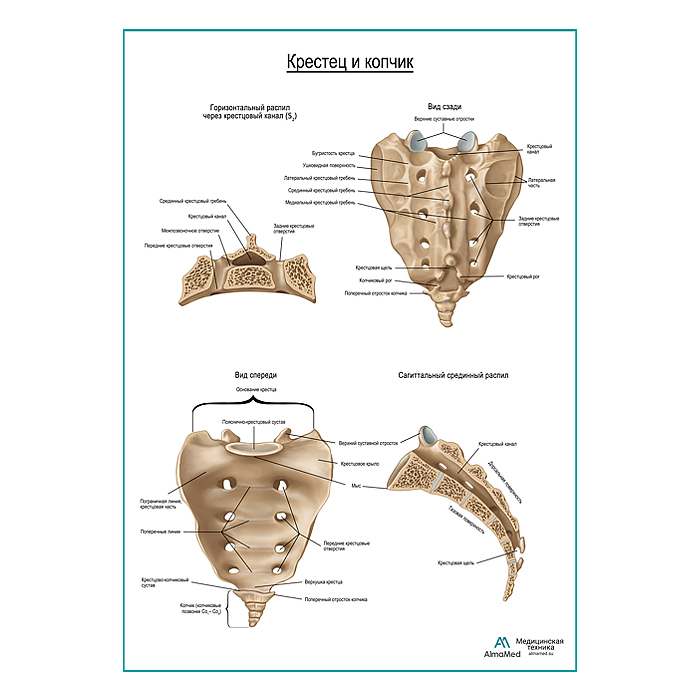 Крестец и копчик плакат глянцевый А1+/А2+