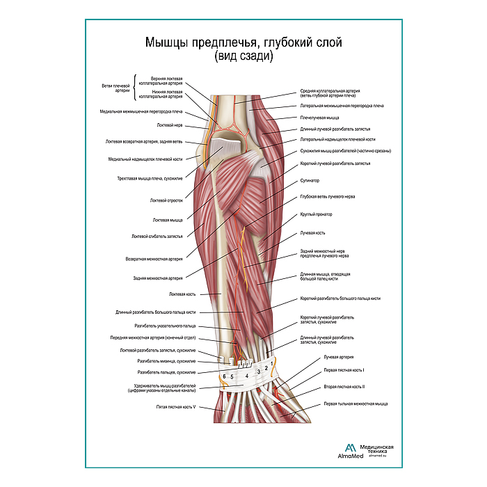 Мышцы предплечья, глубокий слой вид сзади плакат глянцевый А1+/А2+