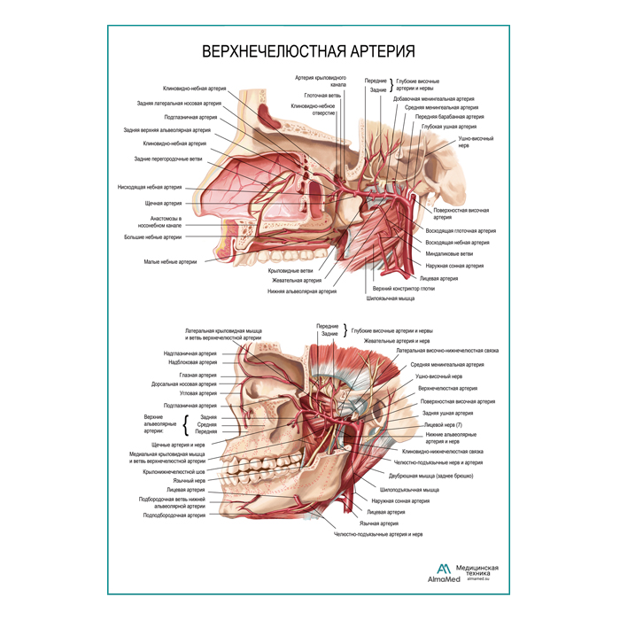 Верхнечелюстная артерия плакат глянцевый А1+/А2+
