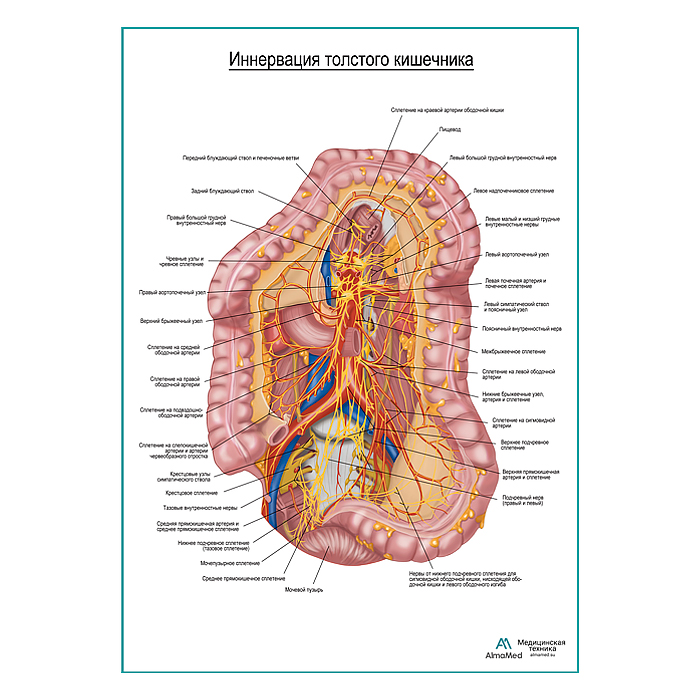 Автономная иннервация толстого кишечника плакат глянцевый А1+/А2+