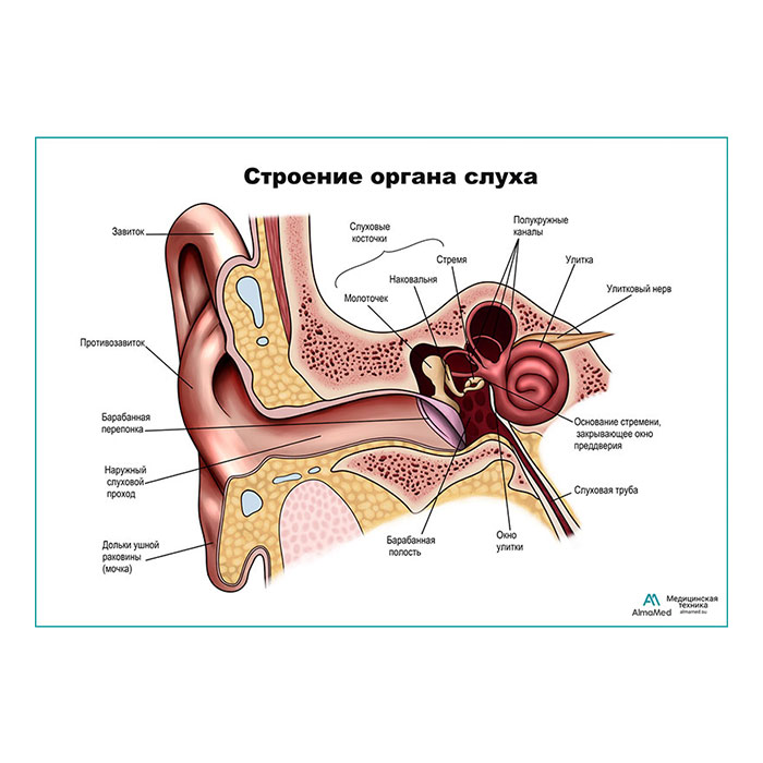 Строение органа слуха, ухо плакат глянцевый А1+/А2+