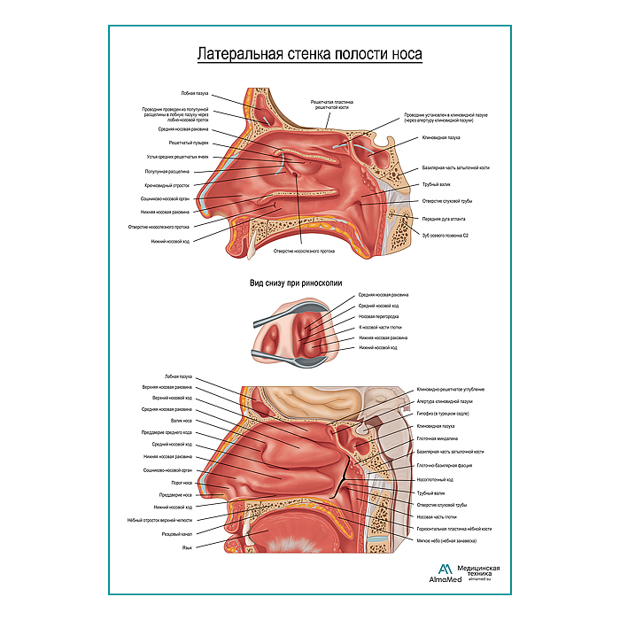 Носовая полость, боковая стенка, плакат глянцевый А1+/А2+