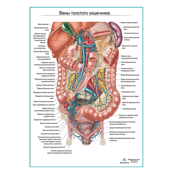 Вены толстого кишечника плакат глянцевый А1+/А2+