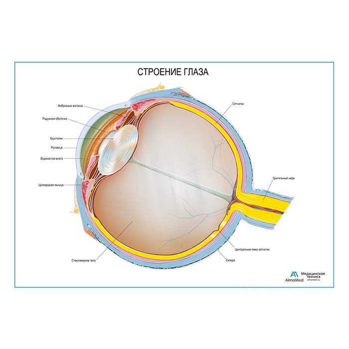 Глаз, плакат глянцевый А1+/А2+