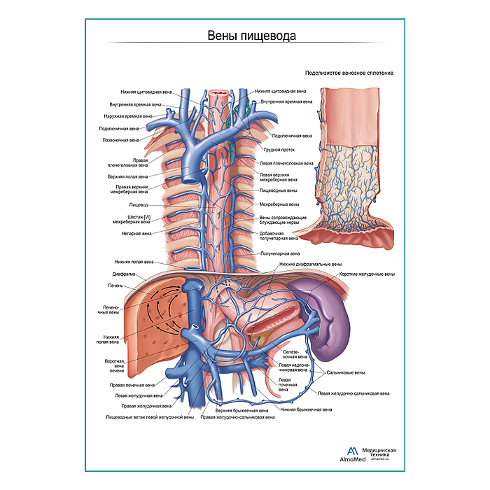 Вены пищевода плакат глянцевый  А1+/А2+