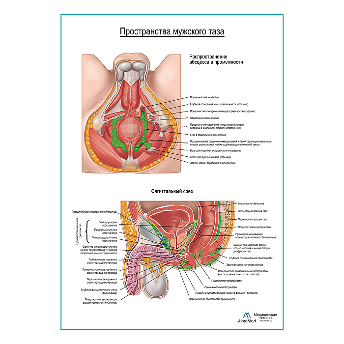 Пространства мужского таза плакат глянцевый А1+/А2+