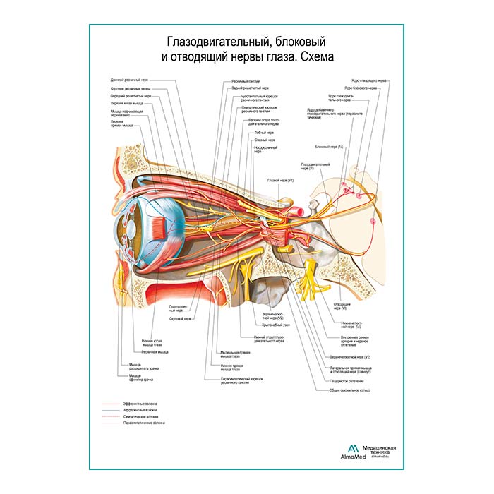 Глазодвигательный, блоковый, отводящий нервы глаза. Схема плакат глянцевый А1+/А2+
