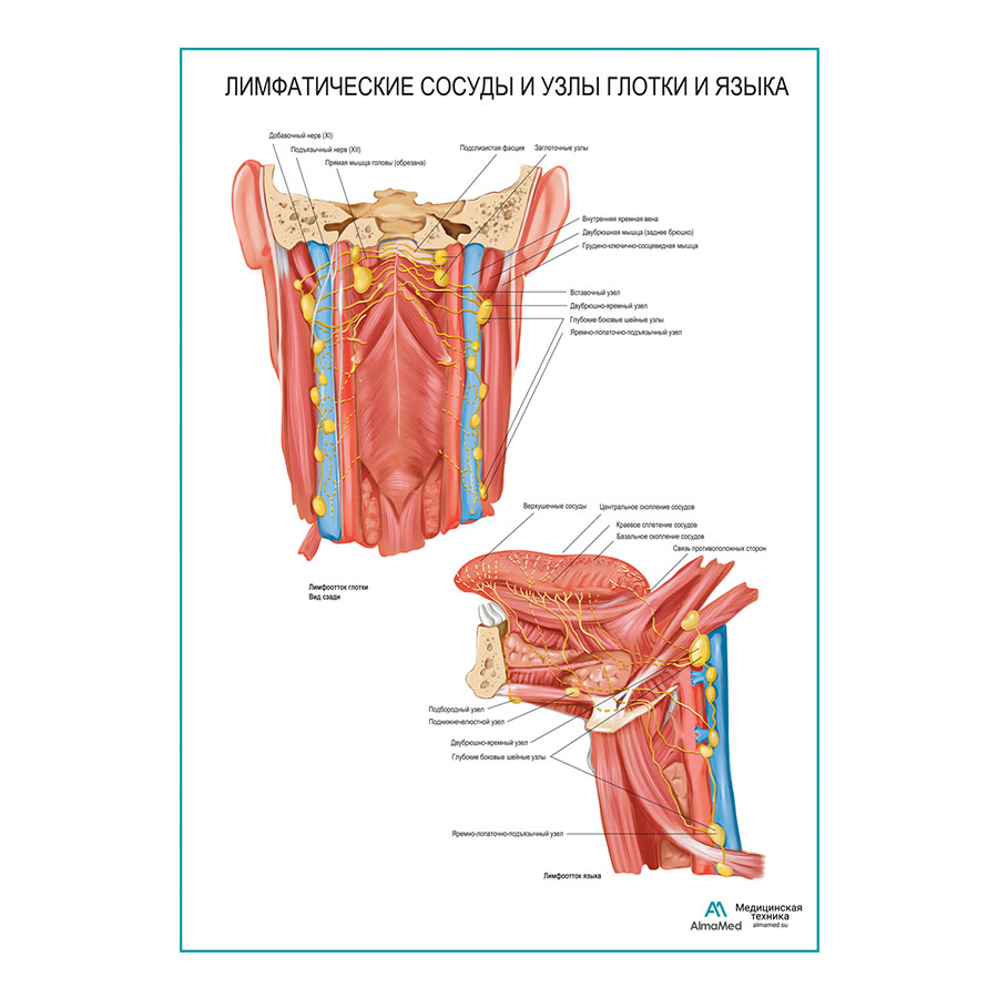 Лимфатические сосуды и узлы глотки и языка плакат глянцевый А1+/А2+