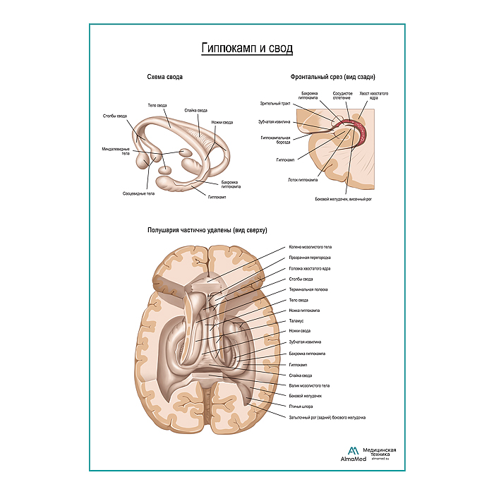 Гиппокамп и свод мозга плакат глянцевый А1+/А2+