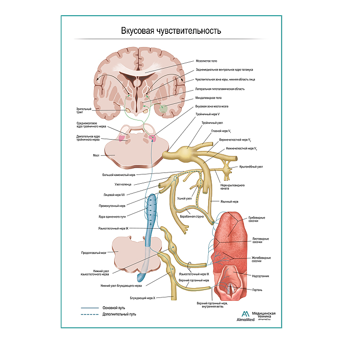 Нервы вкусовой чувствительности плакат глянцевый А1+/А2+
