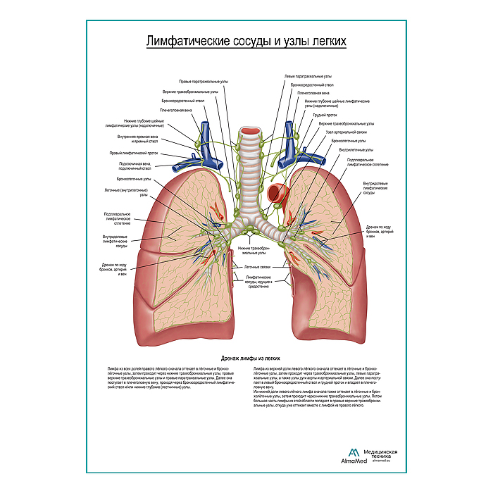 Лимфатические сосуды и узлы легких плакат глянцевый А1+/А2+
