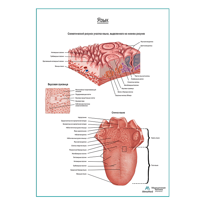 Язык, плакат глянцевый  А1+/А2+