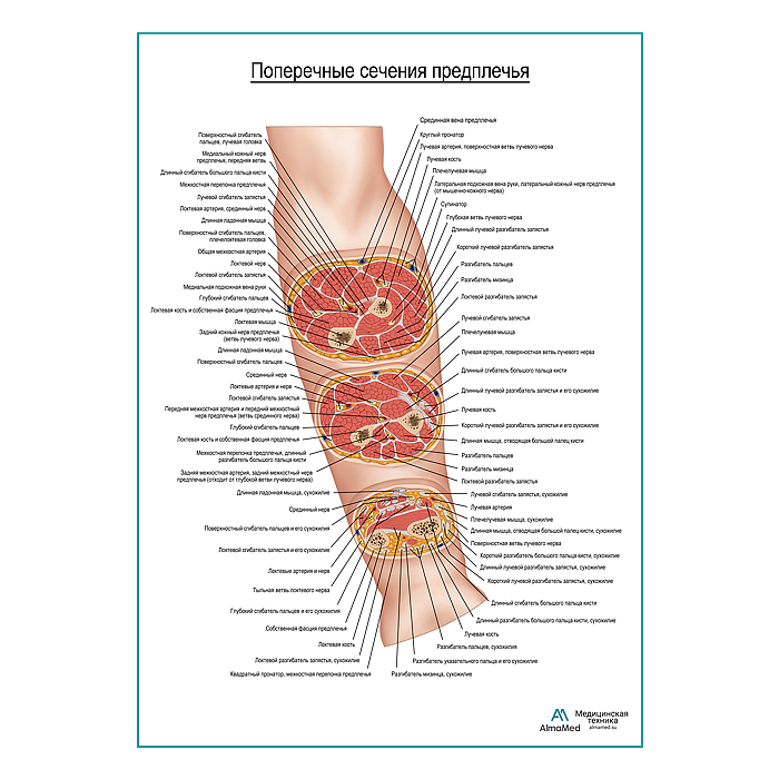 Поперечные сечения предплечья. Вид спереди плакат глянцевый А1+/А2+