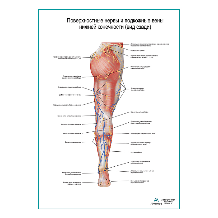 Поверхностные нервы и подкожные вены ноги: вид сзади плакат А1+/А2+