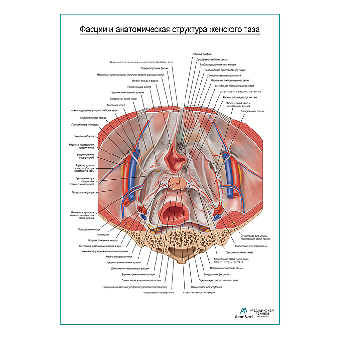 Фасции и анатомическая структура женского таза плакат глянцевый А1+/А2+