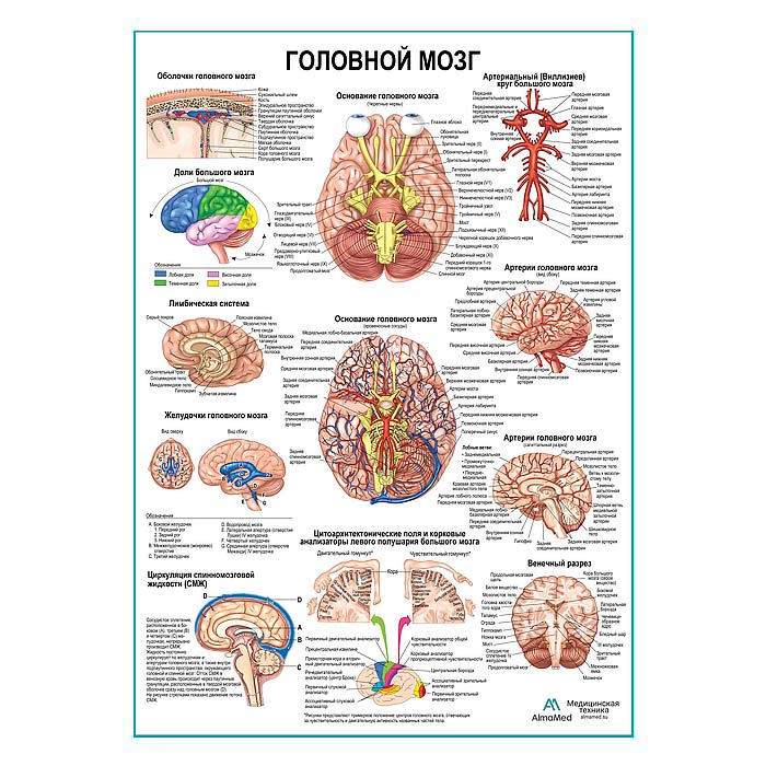 Головной мозг, плакат глянцевый А1+/А2+