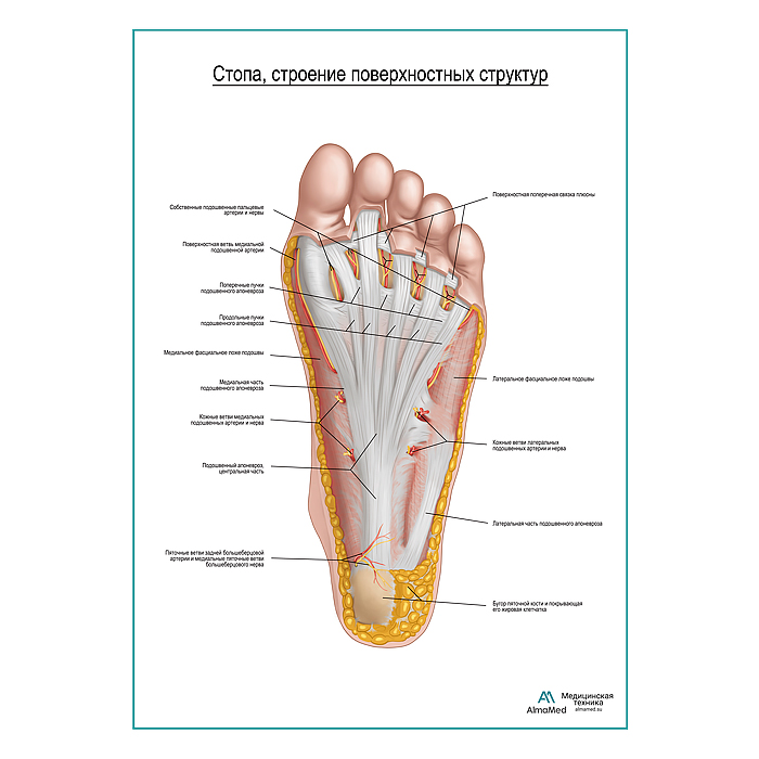 Стопа, строение поверхностного слоя плакат глянцевый А1+/А2+