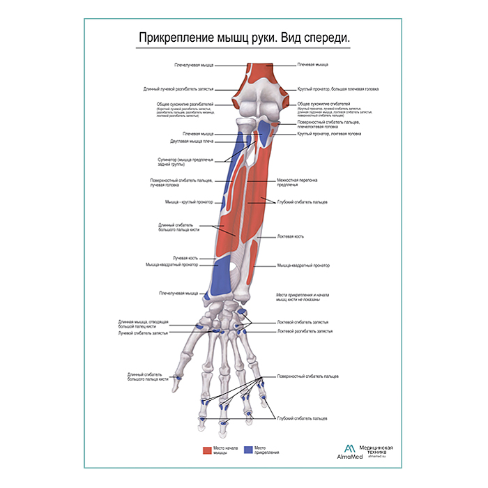 Прикрепление мышц руки. Вид спереди плакат глянцевый А1+/А2+