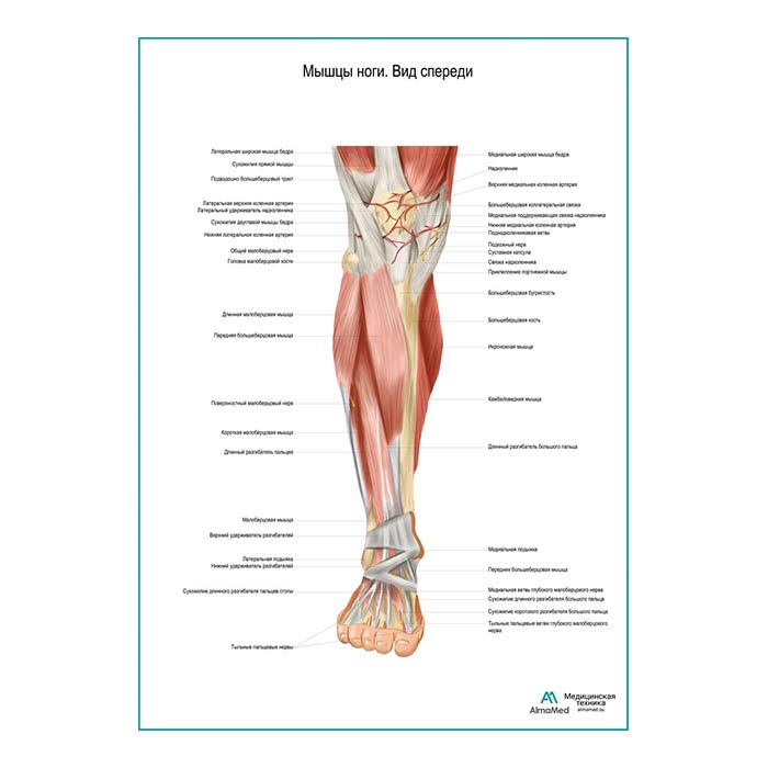 Мышцы ноги. Вид спереди плакат глянцевый А1+/А2+