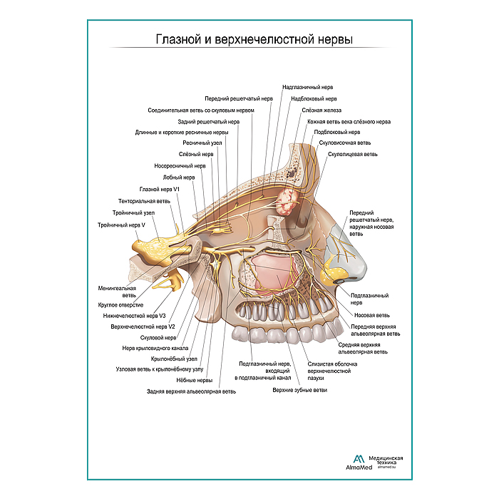 Глазной и верхнечелюстной нервы плакат глянцевый А1+/А2+