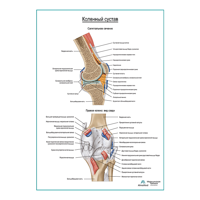 Коленный сустав и его связки плакат глянцевый А1+/А2+