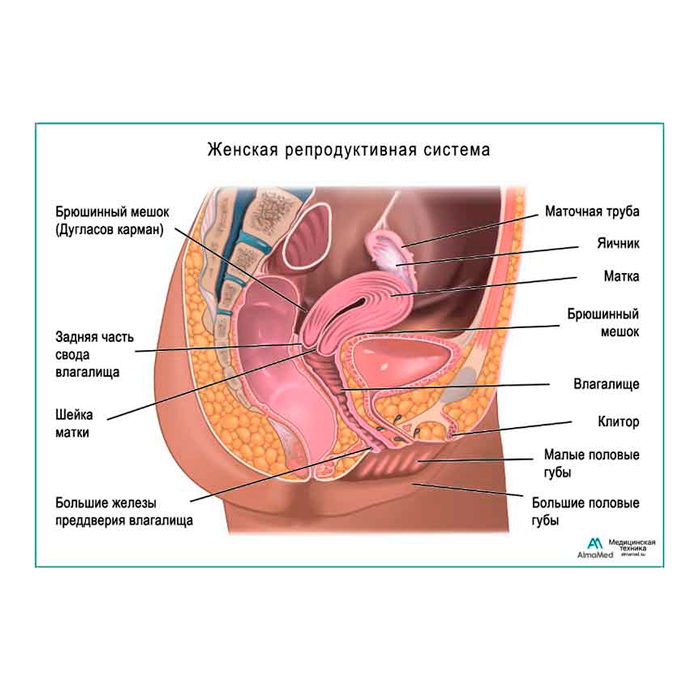 Женская репродуктивная система, плакат глянцевый А1+/А2+