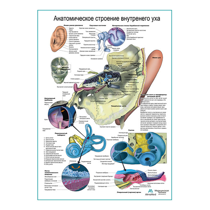 Внутреннее ухо, плакат глянцевый А1+/А2+