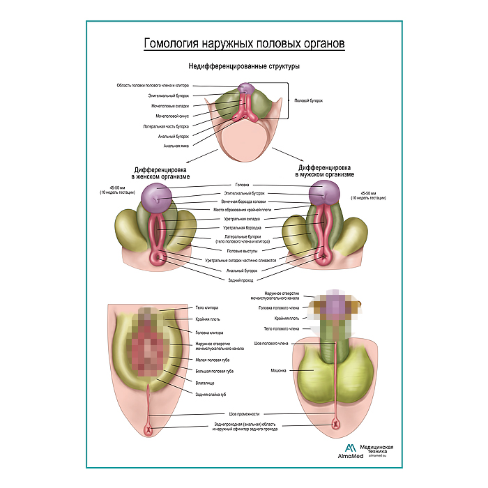 Гомология наружных половых органов плакат глянцевый А1+/А2+