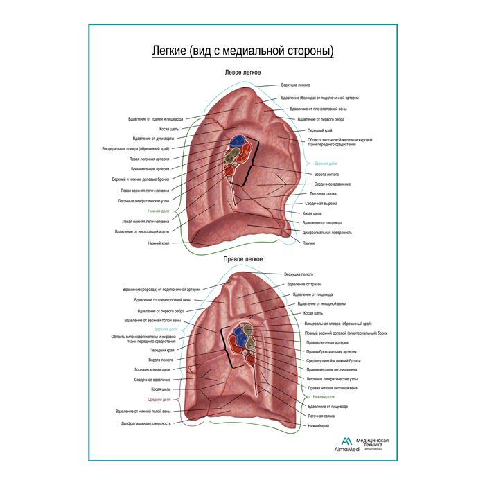 Легкие, внутренняя сторона плакат глянцевый А1+/А2+