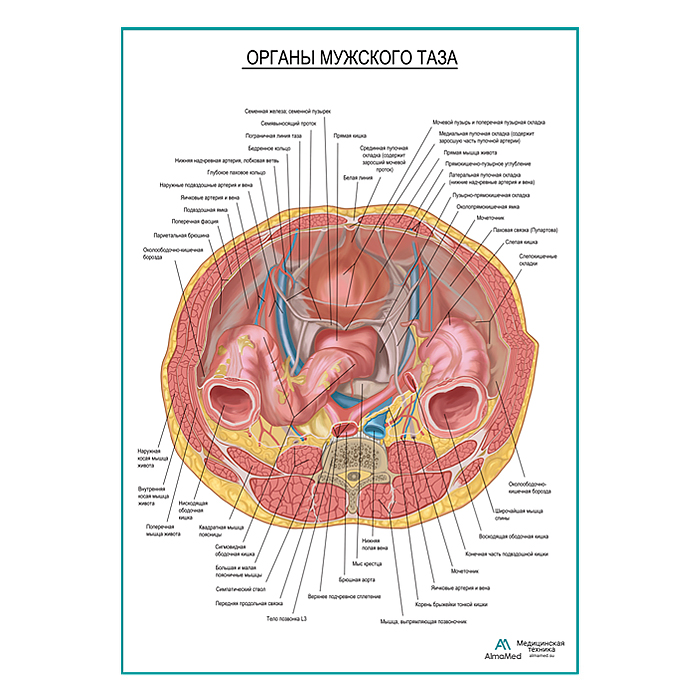 Органы мужского таза плакат глянцевый А1+/А2+