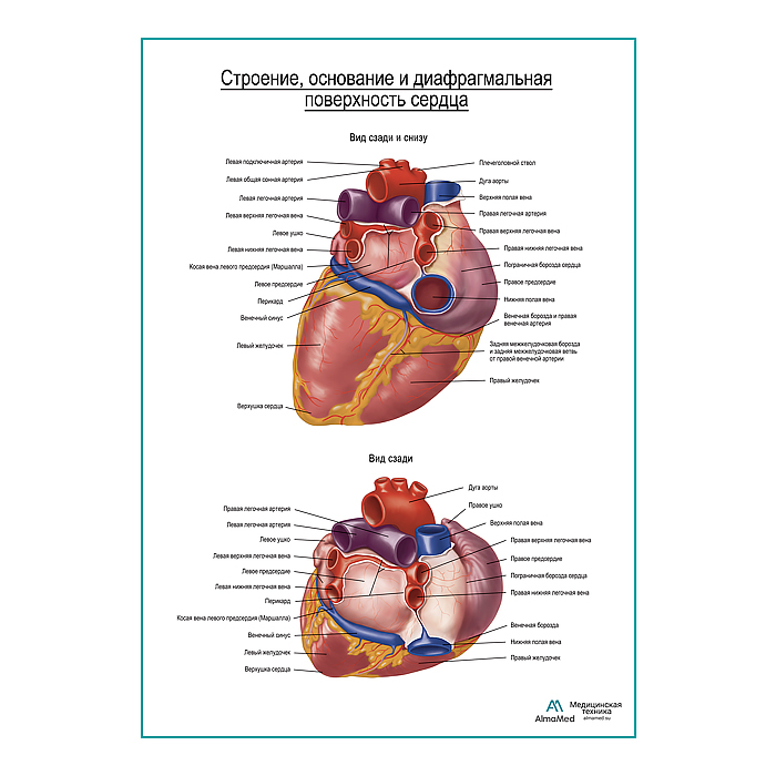 Сердце. Строение, основание и диафрагмальная поверхность плакат глянцевый А1+/А2+