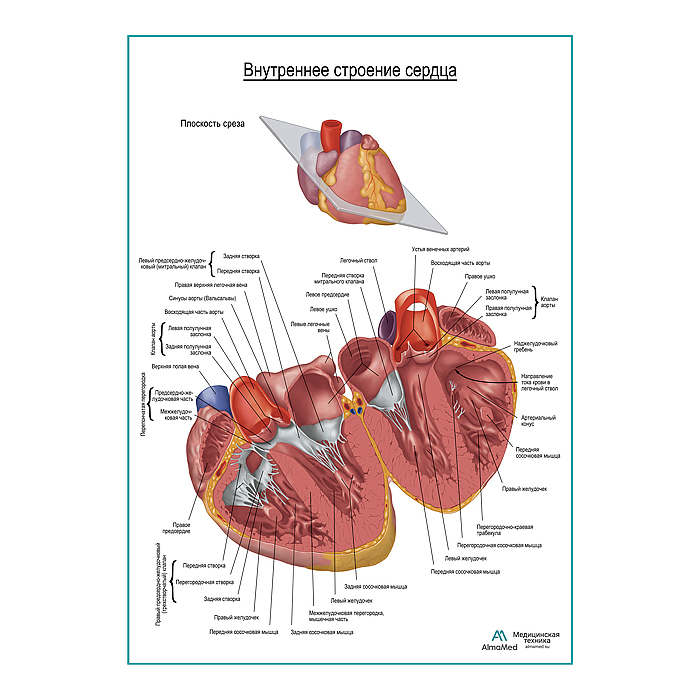 Внутреннее строение сердца плакат глянцевый А1+/А2+