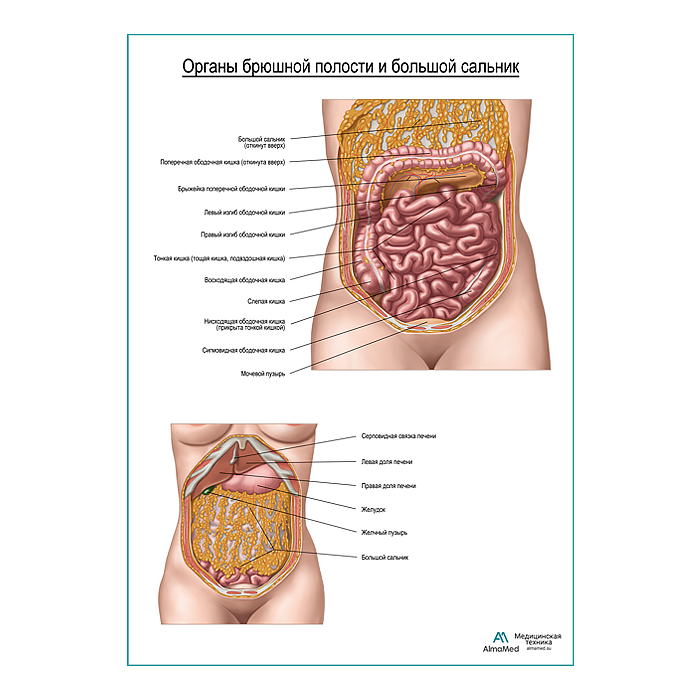 Органы брюшной полости и большой сальник плакат глянцевый  А1+/А2+